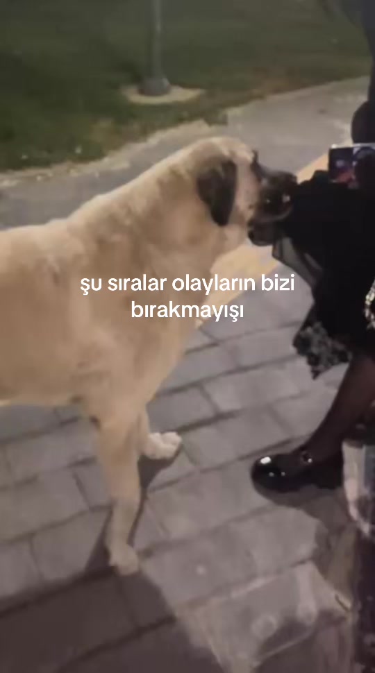 @beyza