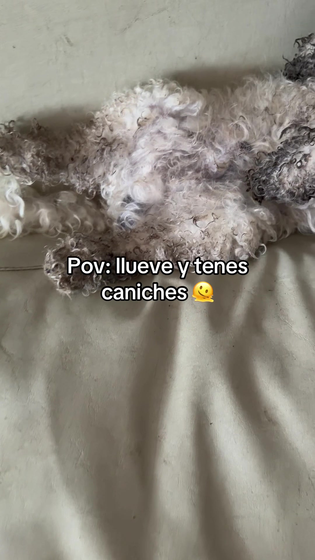 @Chipsiruiz
