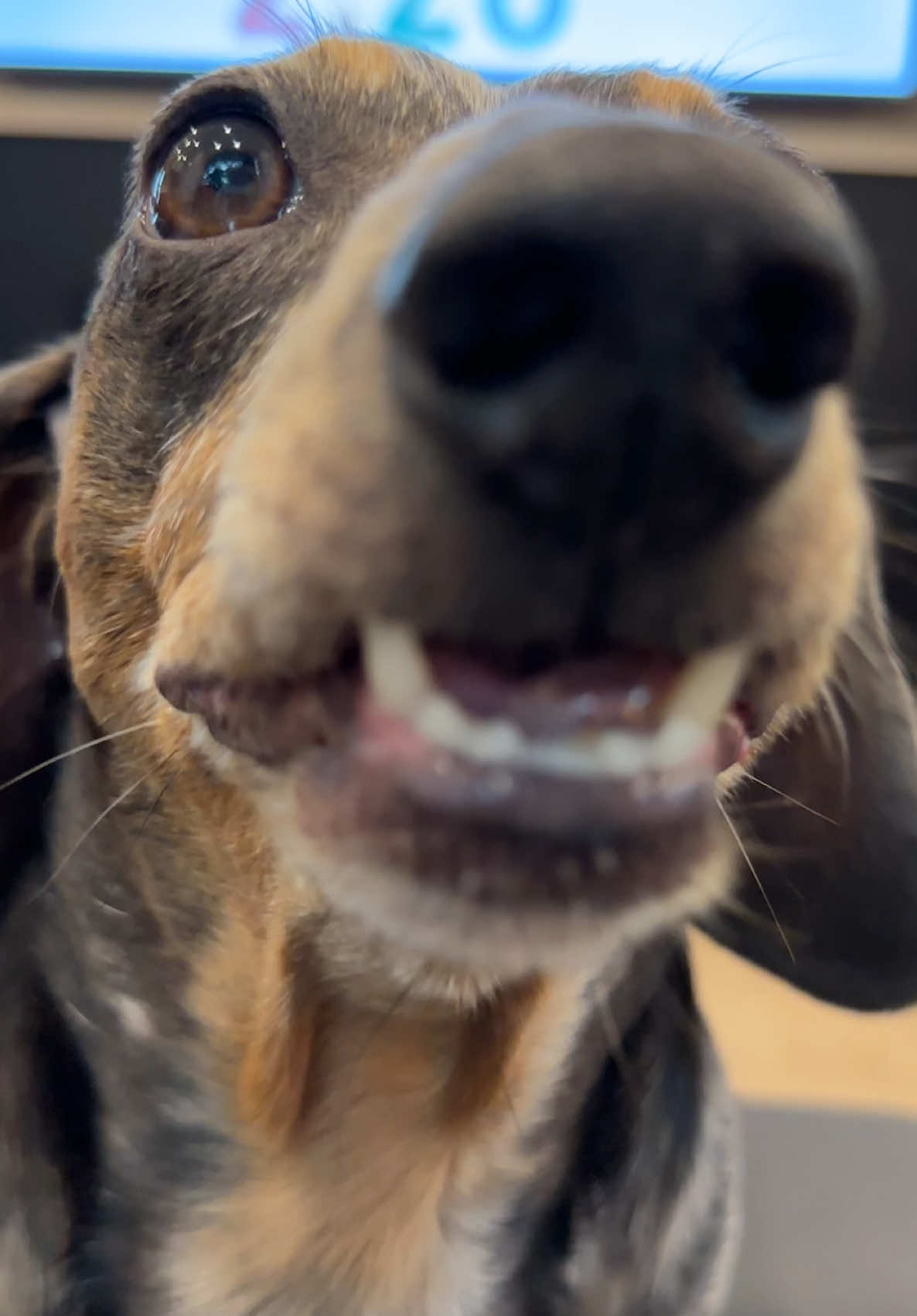 @Oscar The Wiener