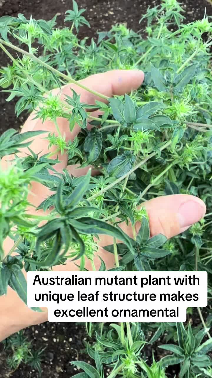 @SEEDTIVA
