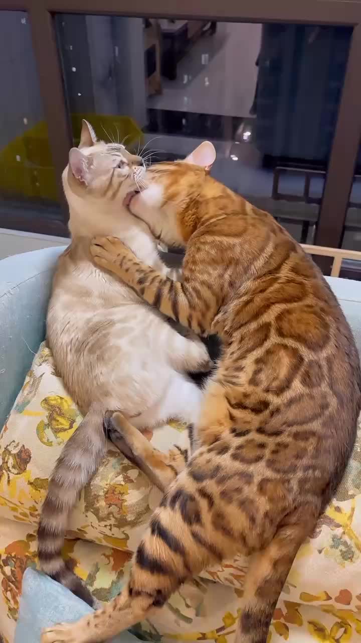 @Cat Love