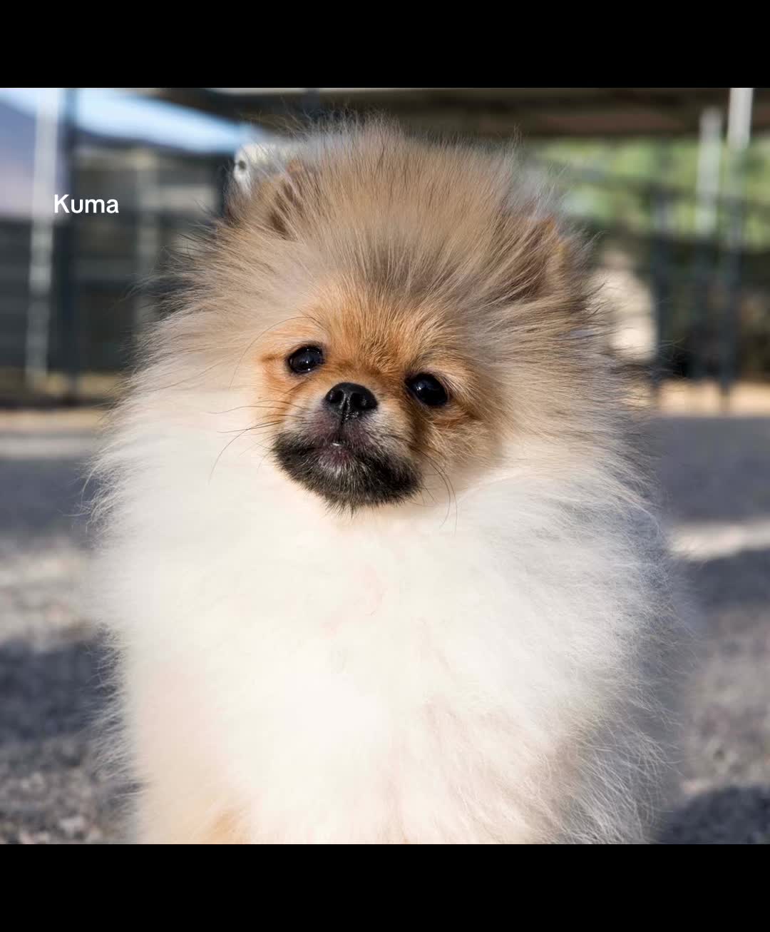 @Life of MESHKA the Pomeranian