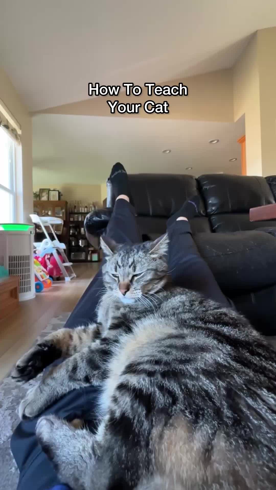 @Chip The Manx