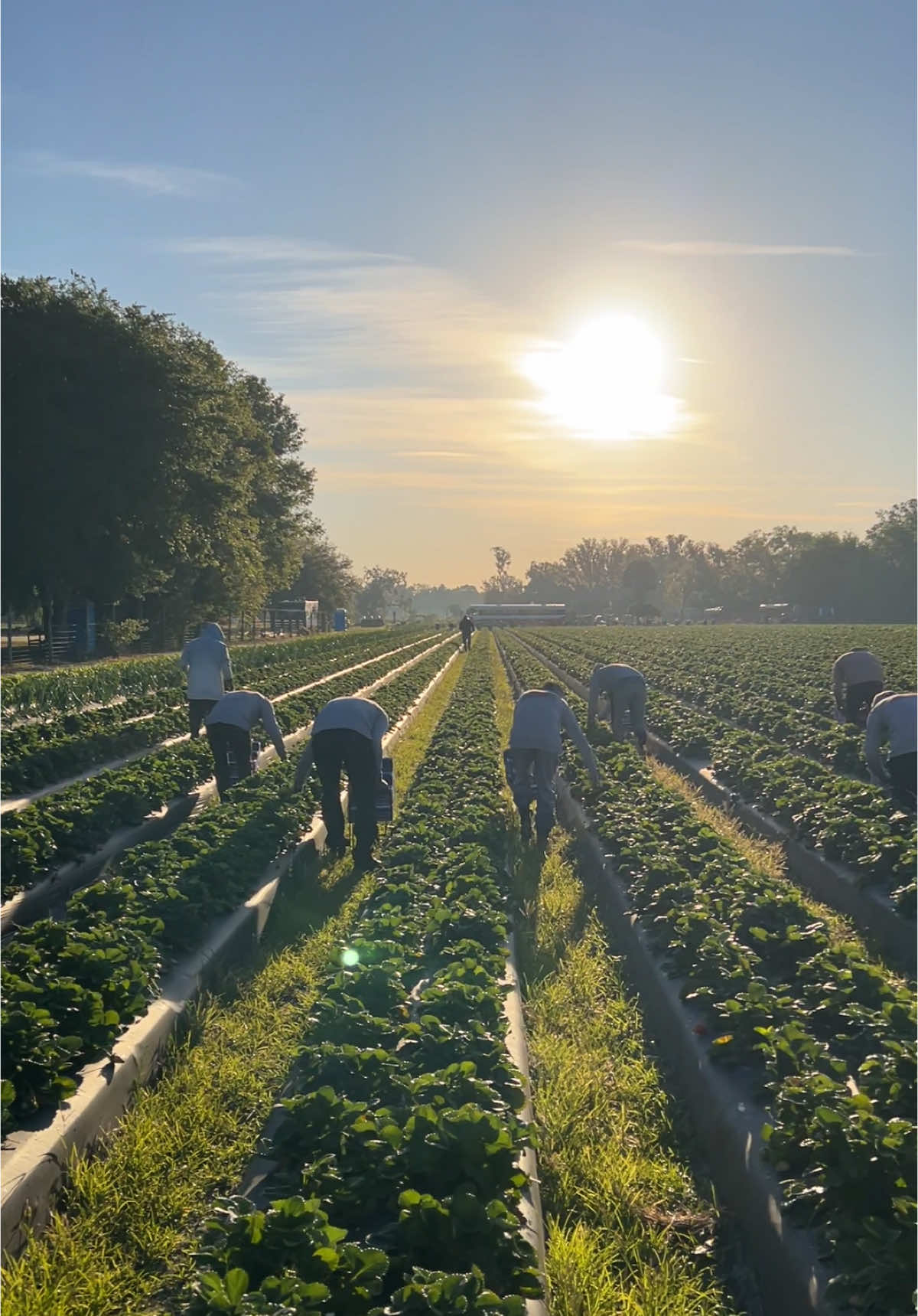 @AVL HARVESTING 👨&zwj;🌾