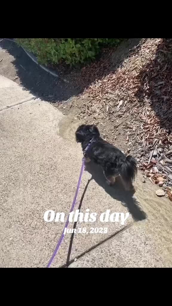 @Katrin - HappyPawsPantry