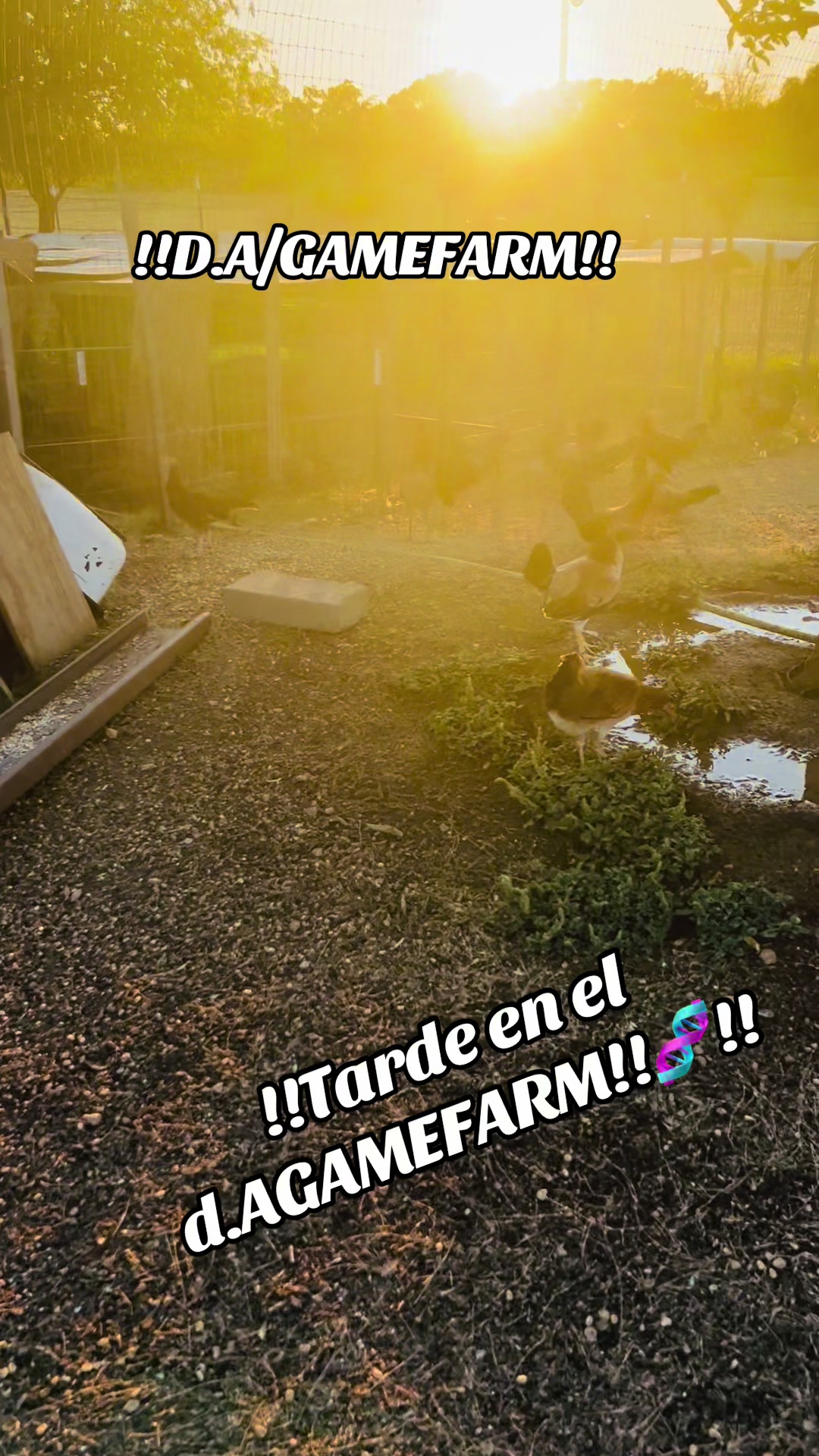 @DAgamefarm