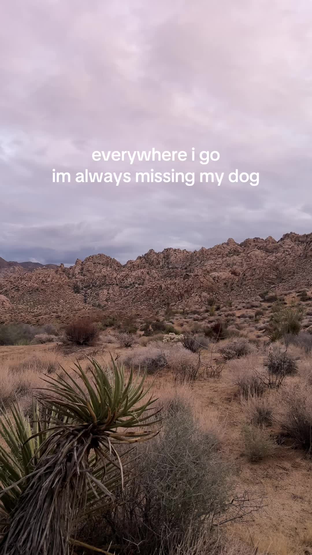 @bigdog