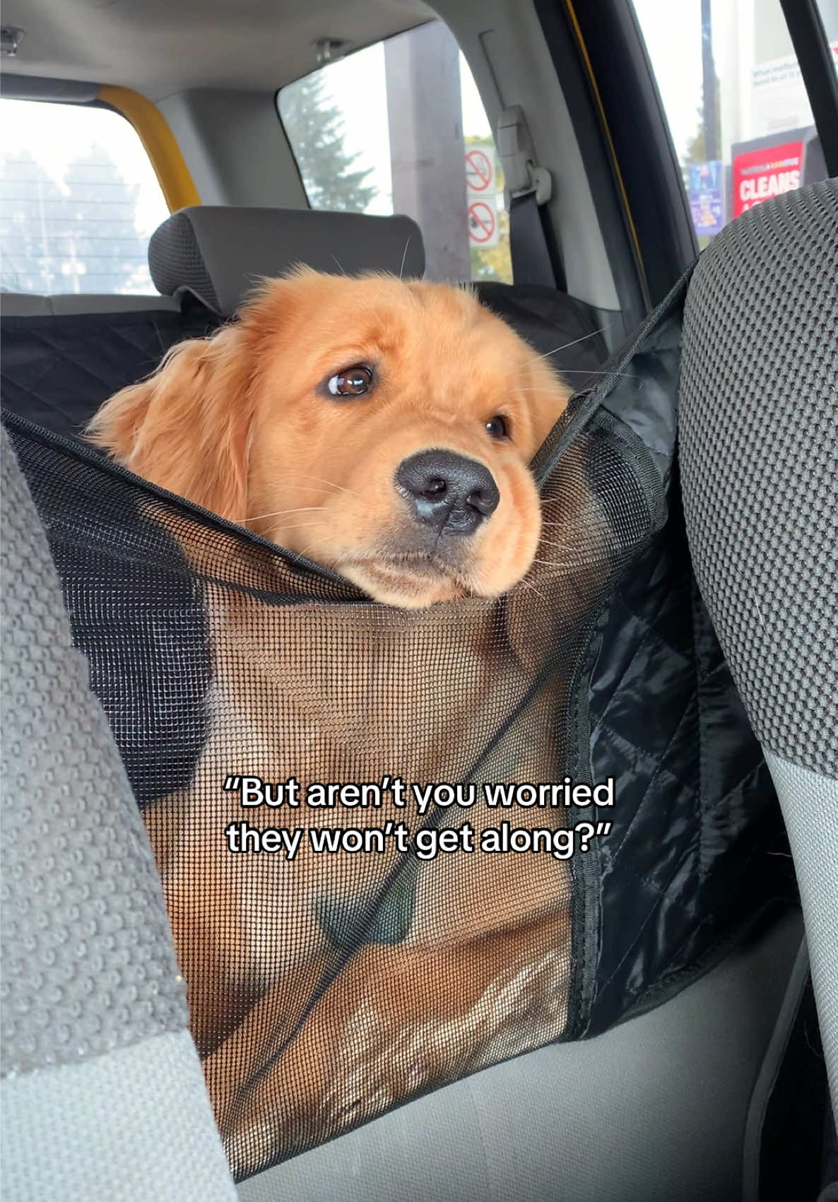 @Pacha and Bucket the Goldens