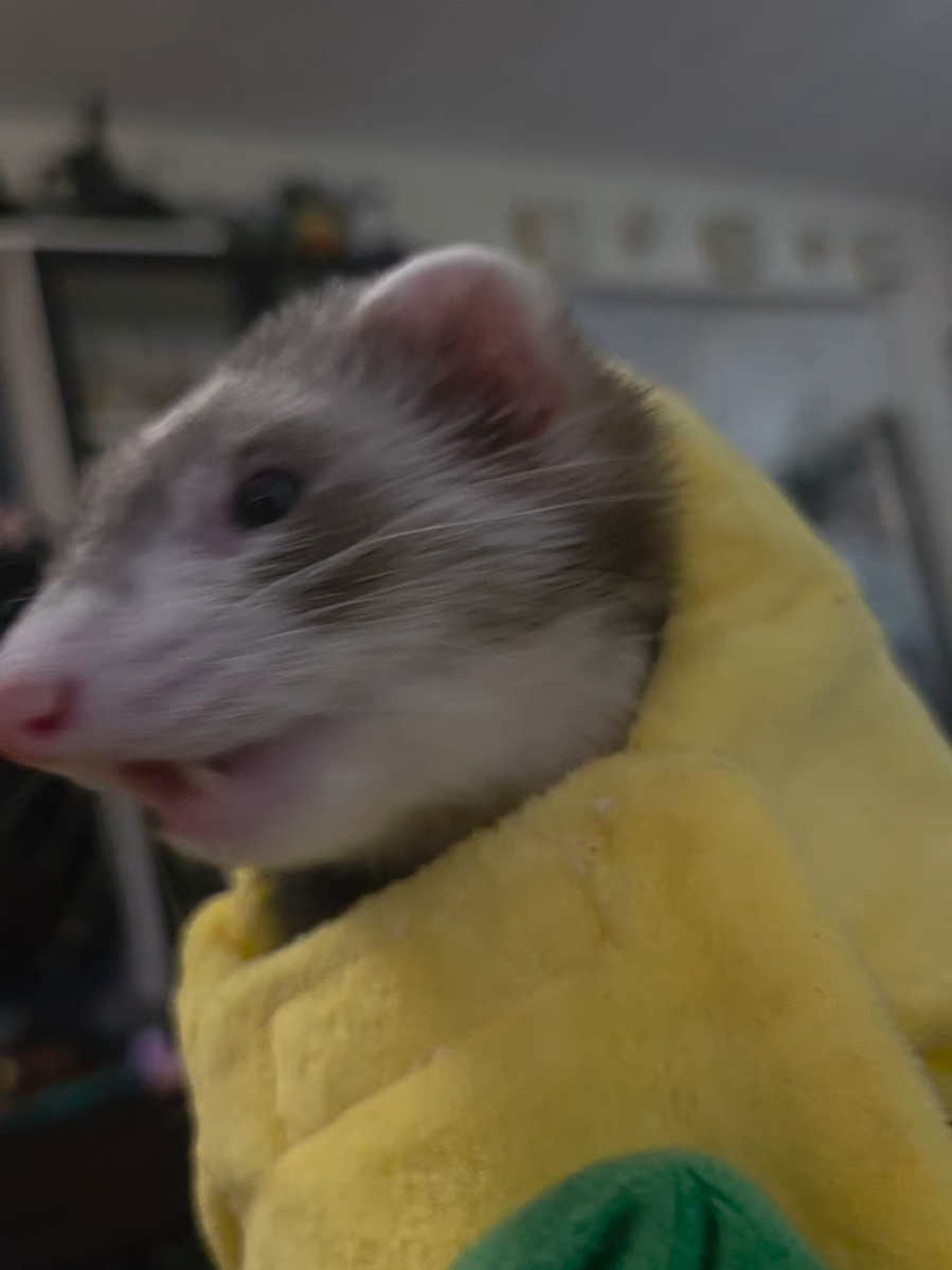 @FuffyFerrets