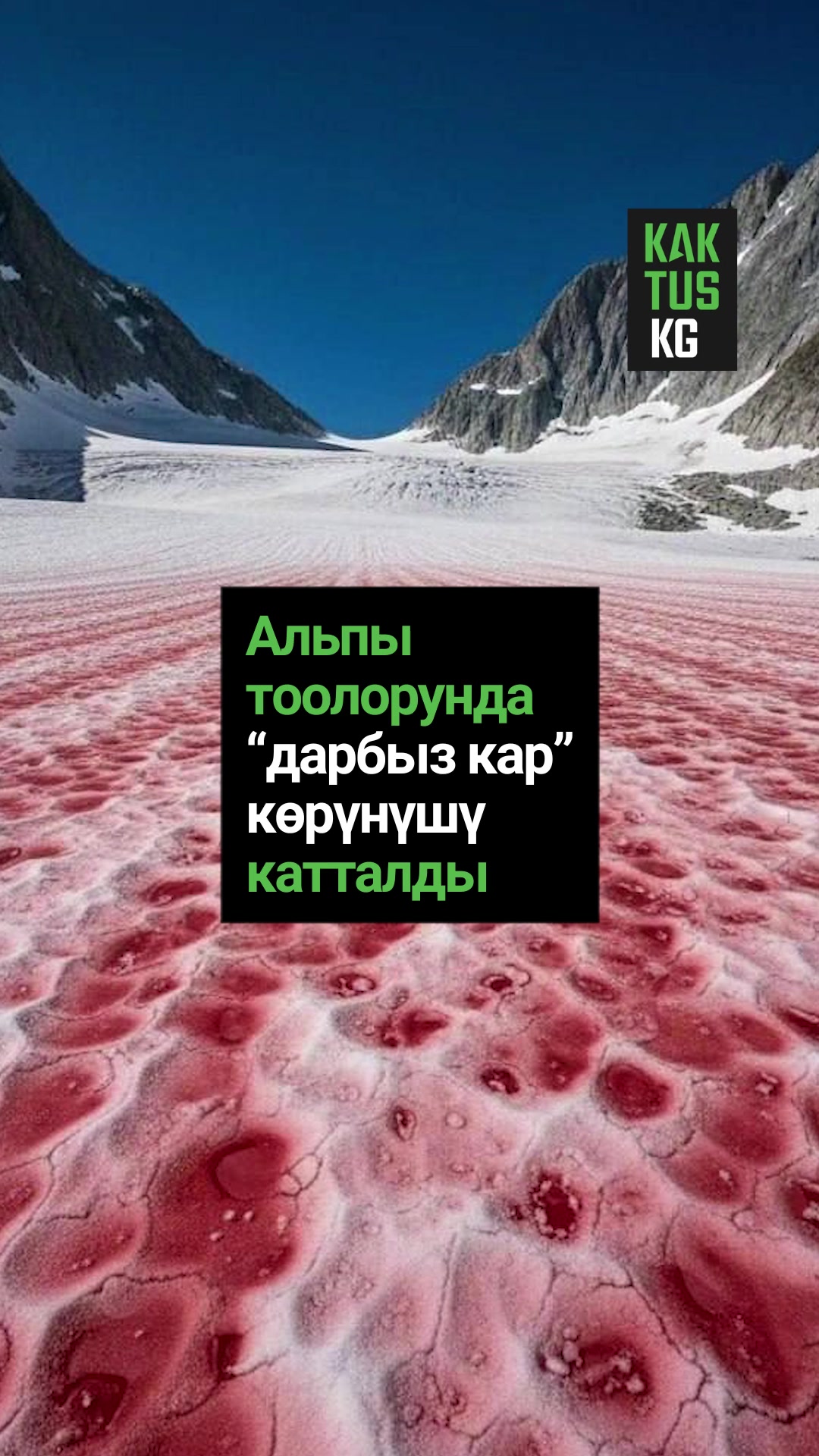 @Kaktus KG