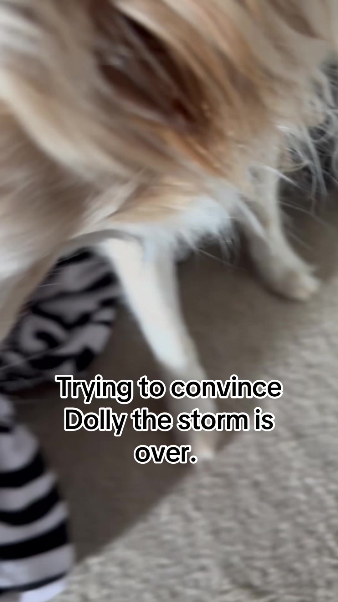 @hankanddollyrescuedogs