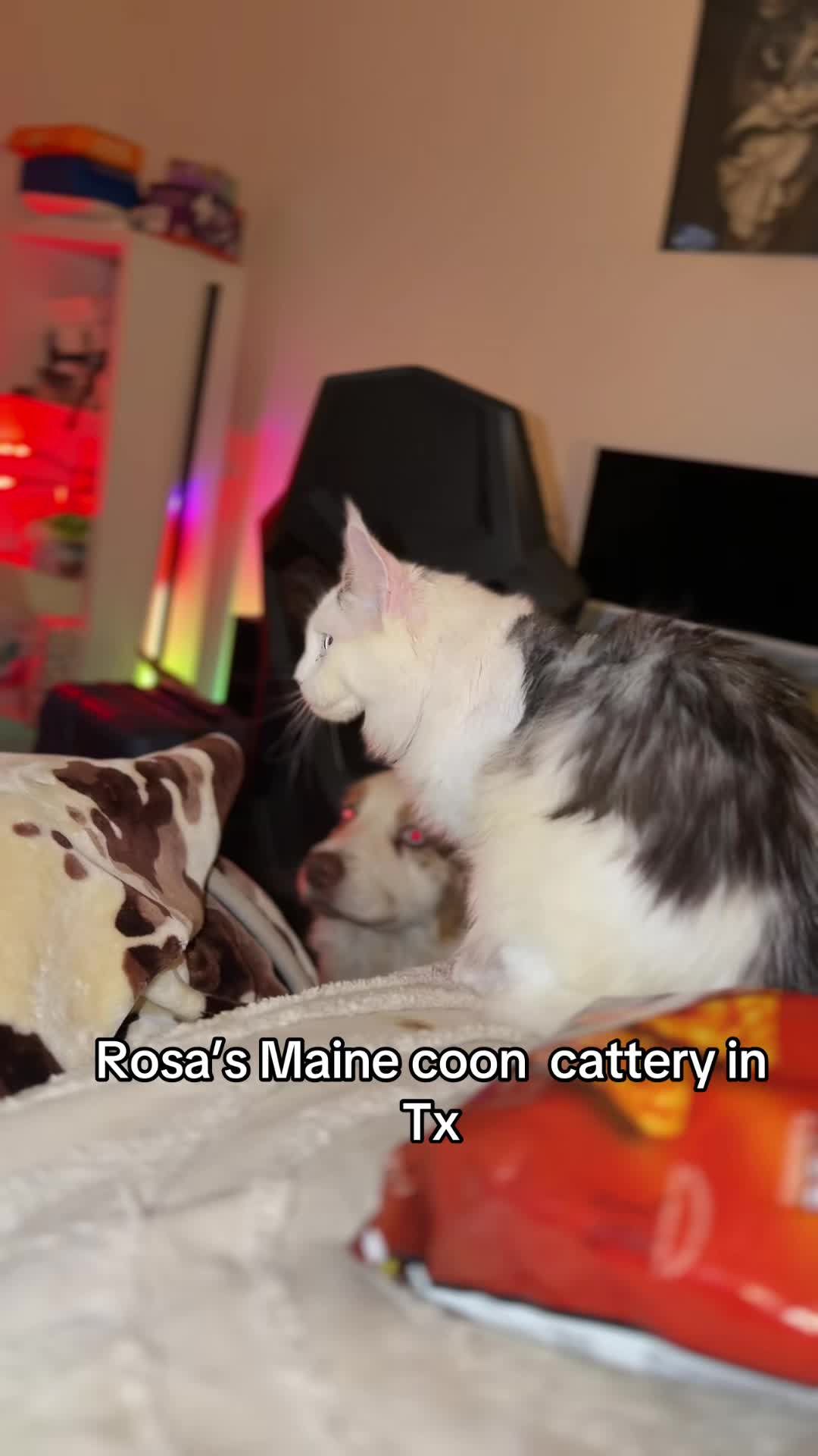 @Rosa’s maine coon in Texas🧛