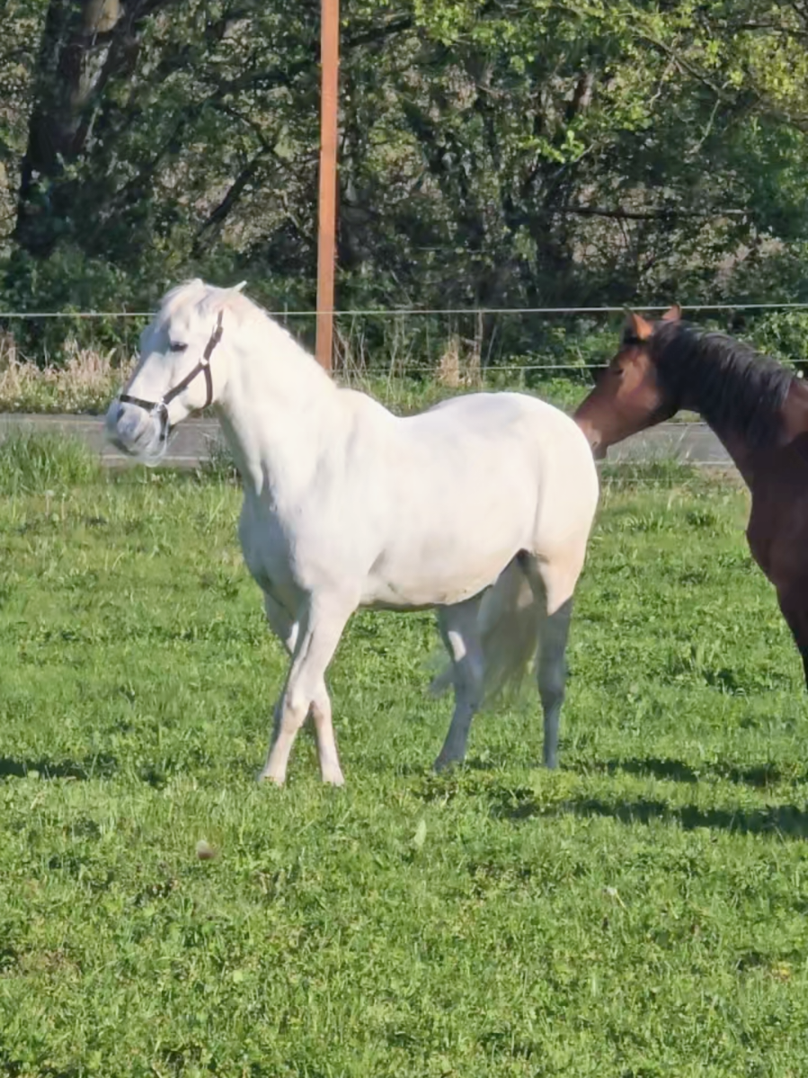 @flybabyfoals