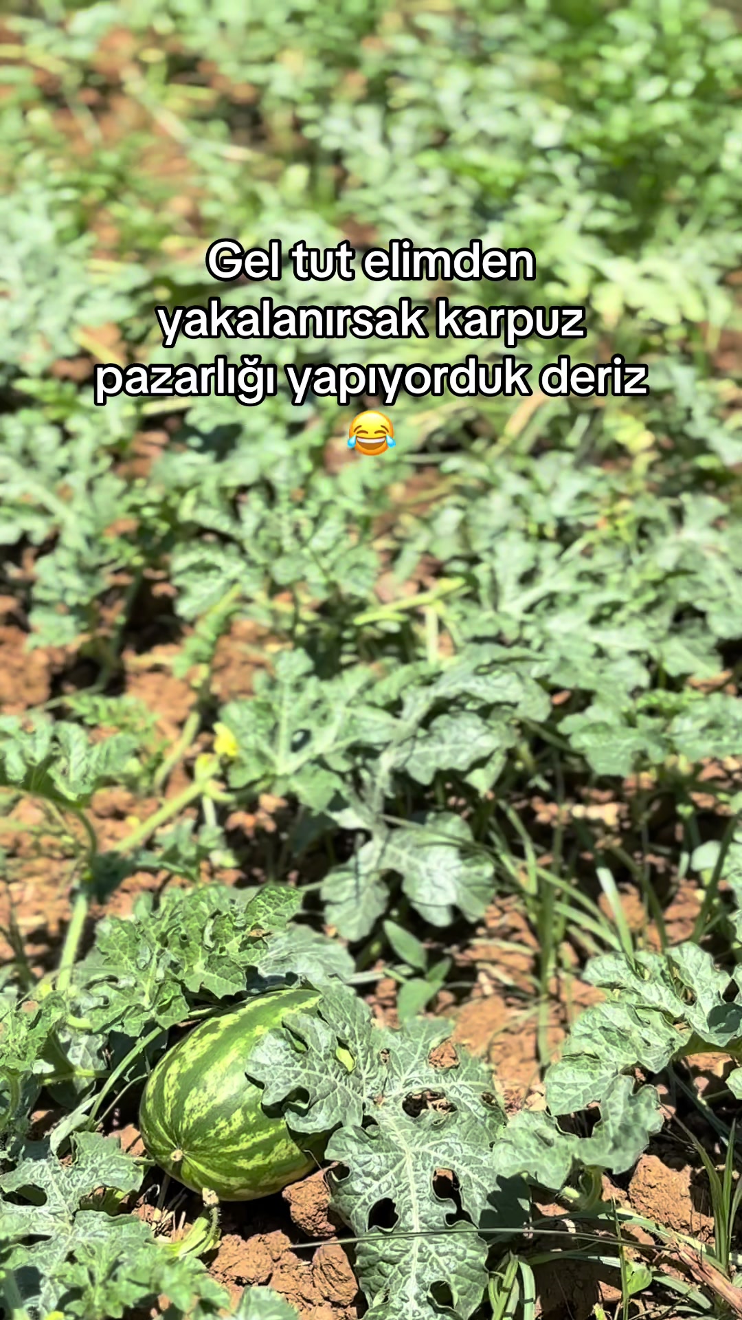 @gozde