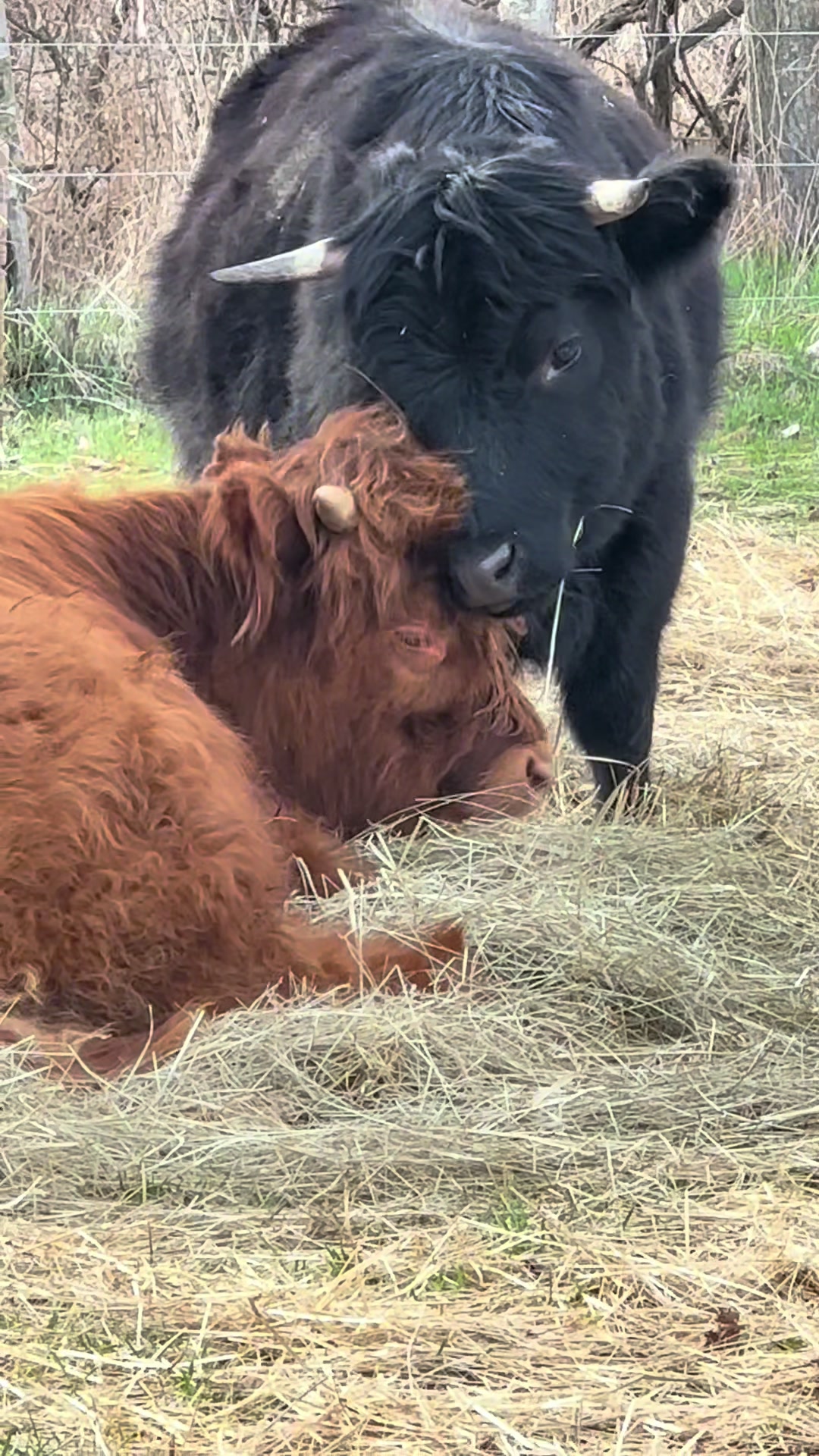 @eastwood_homestead