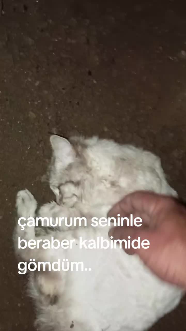 @&ccedil;amur