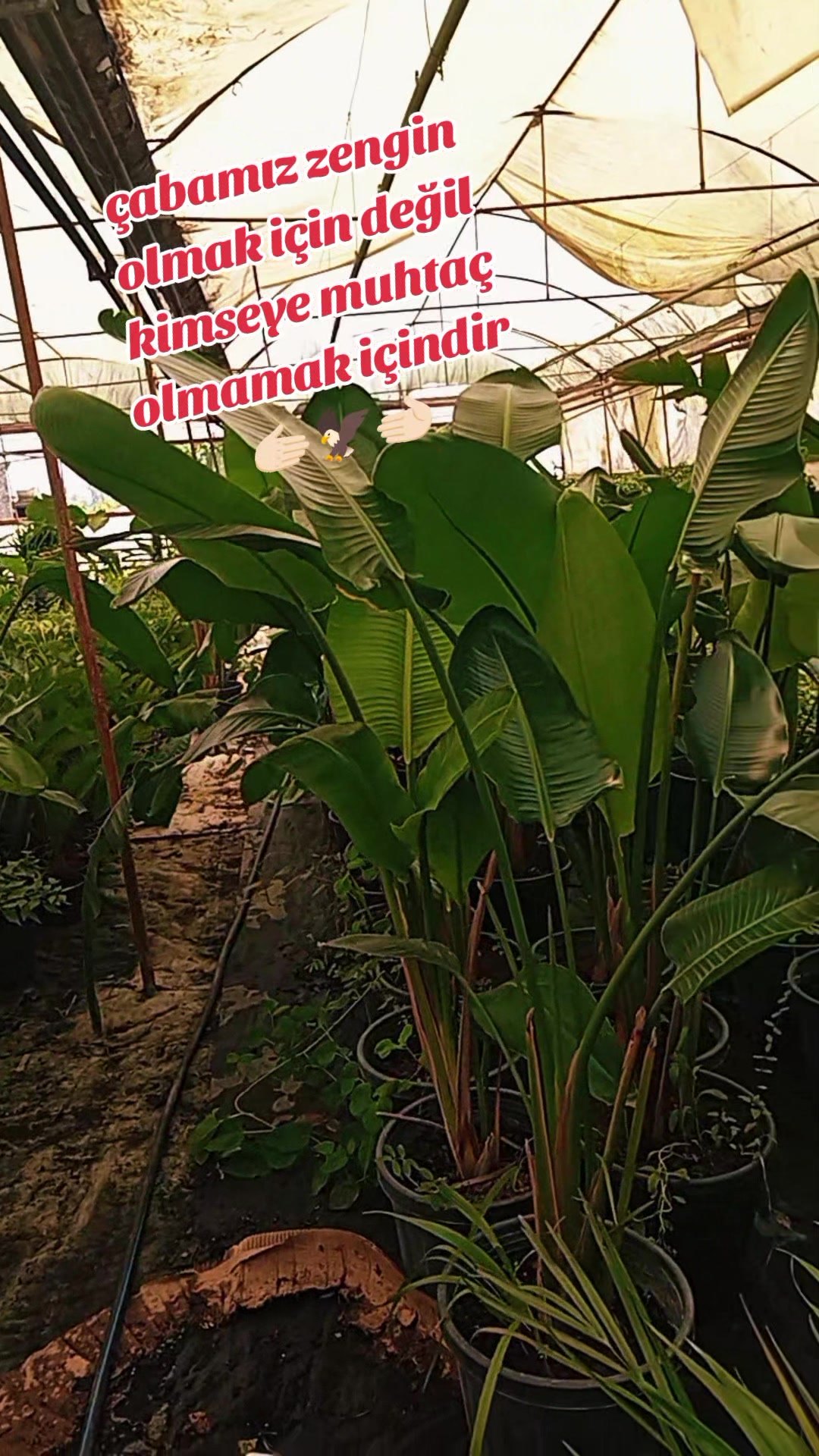 @❣︎🇦 🇾 🇸 🇮 🇲 🇦 ❣︎