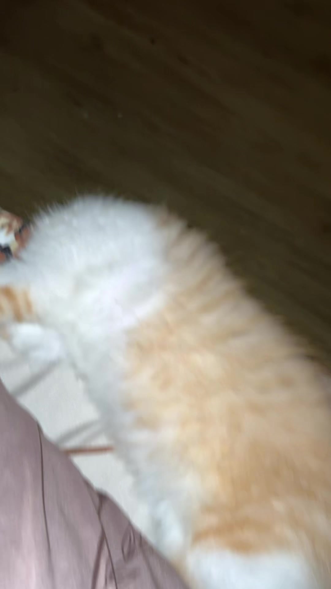 @๐ฉ๐๐๐๐๐๐๐๐๐
๐