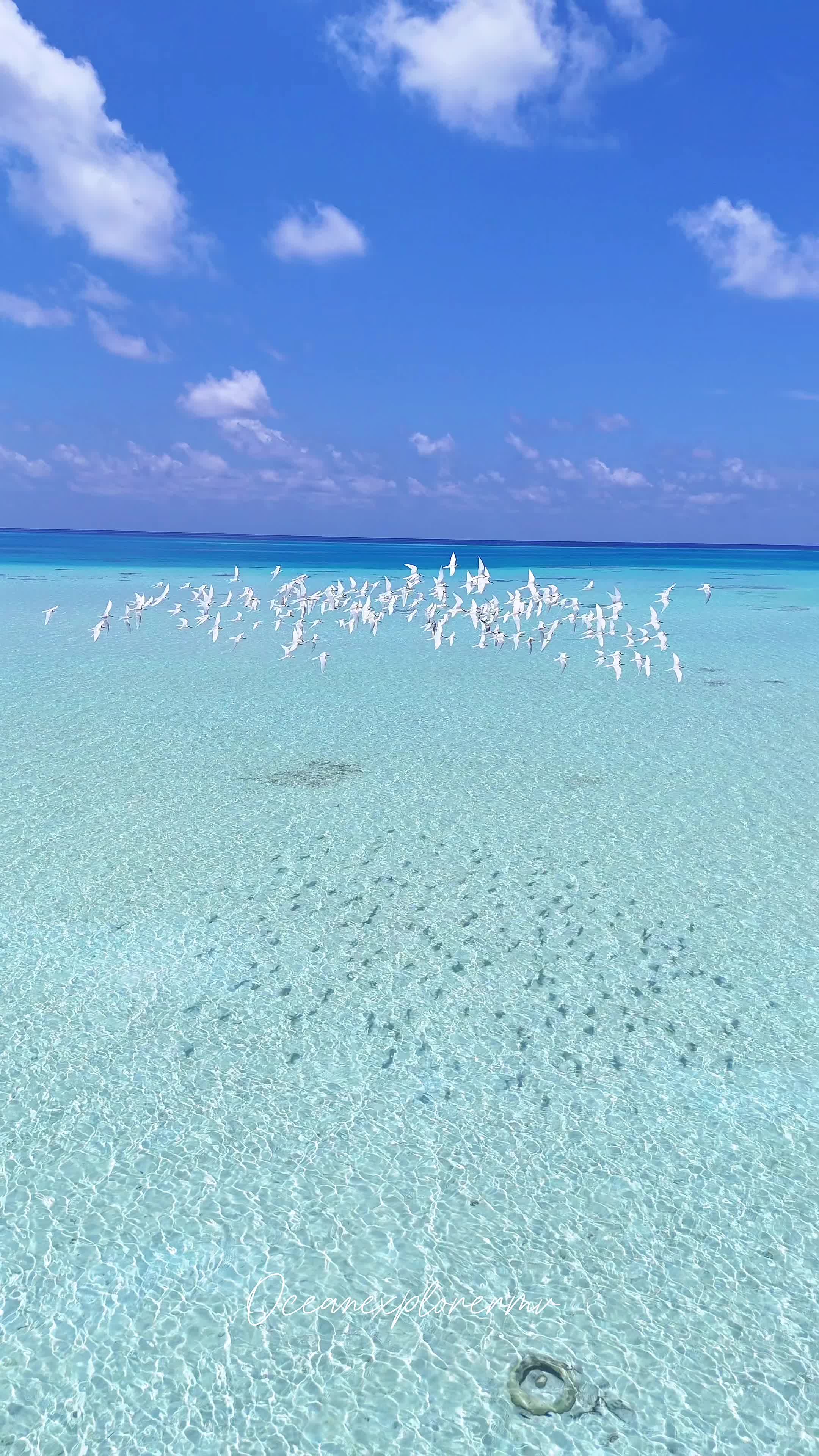 @Ocean|Explorer|Mv