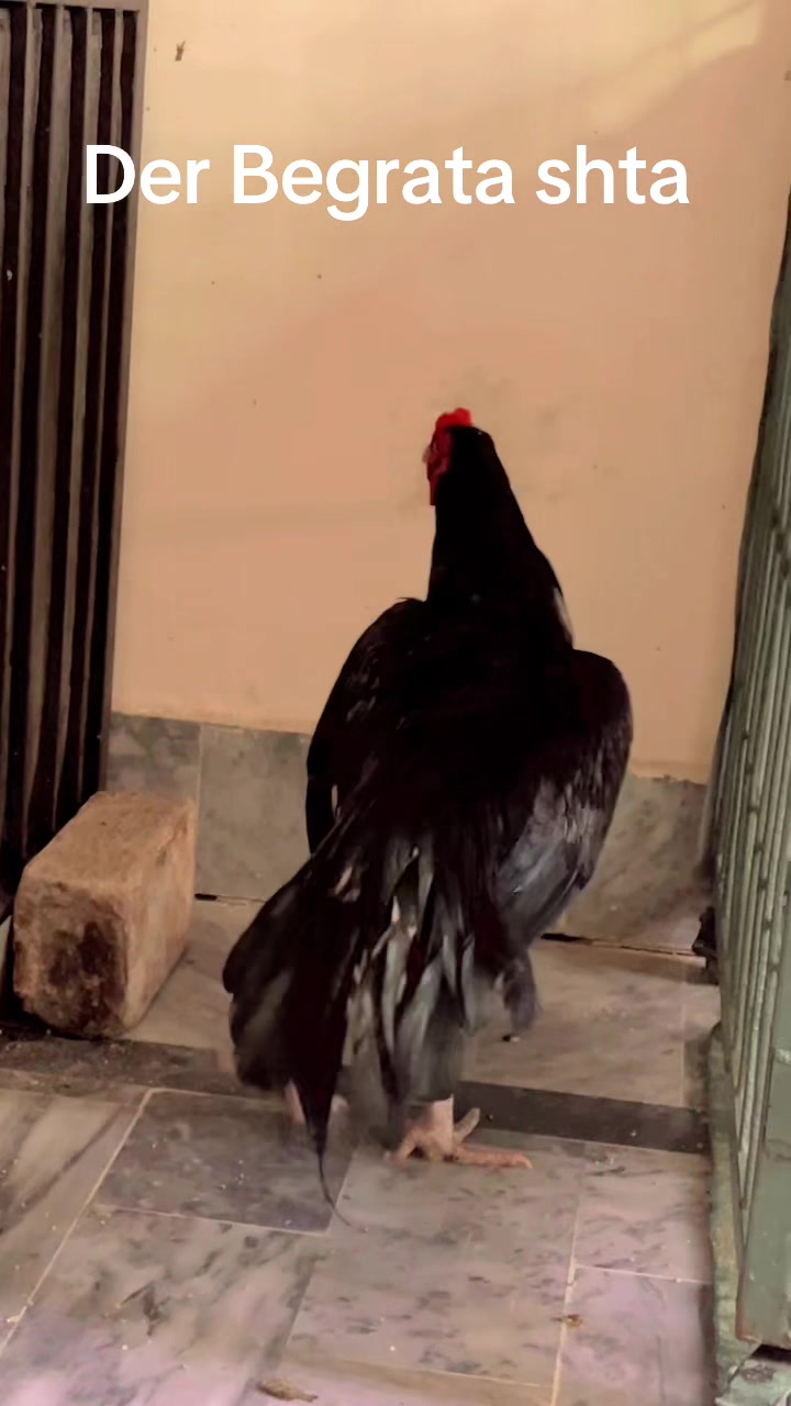 @🦅Home Breed Aseel 🦅