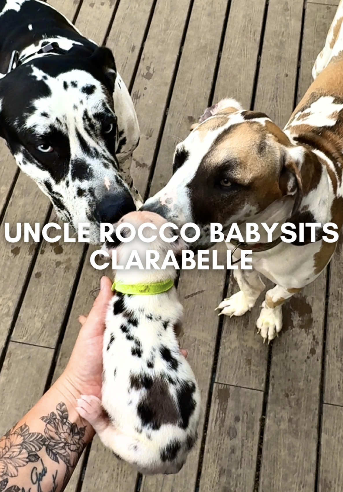 @Rocco