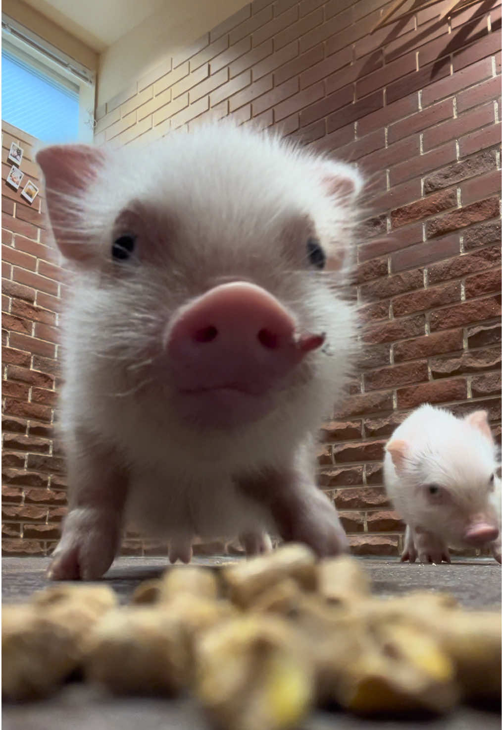 @pignic