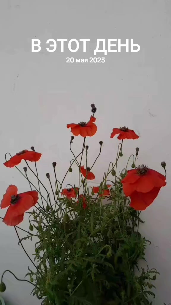 @Айкуш Аведисовна Маркосян