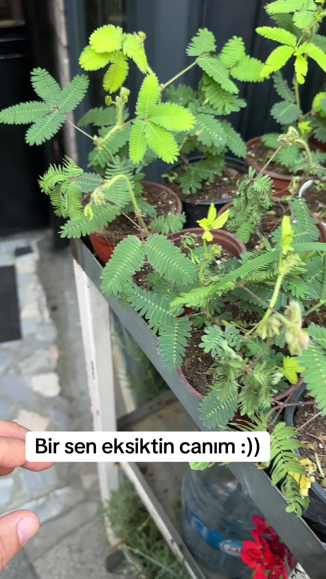 @apoowwk