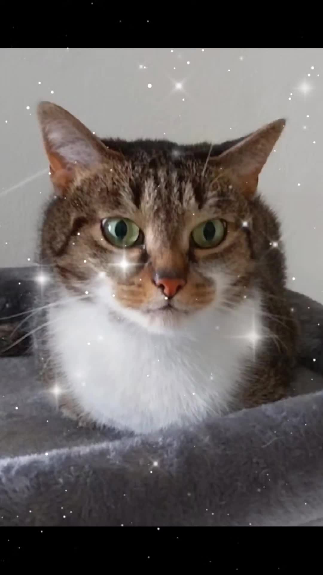 @Scotty🐱🐾🐱🐾 🐱🐾🐱🐾🐱🐾