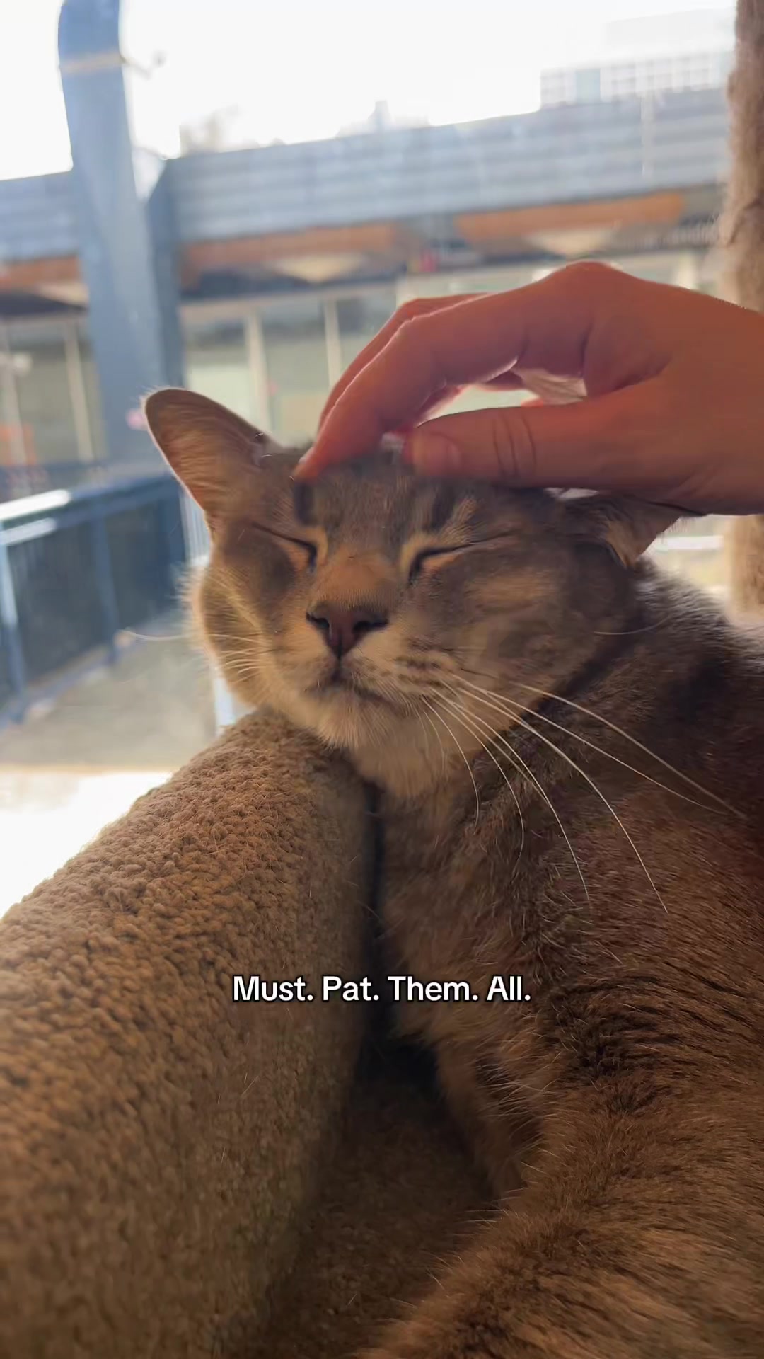 @crazycatcafe