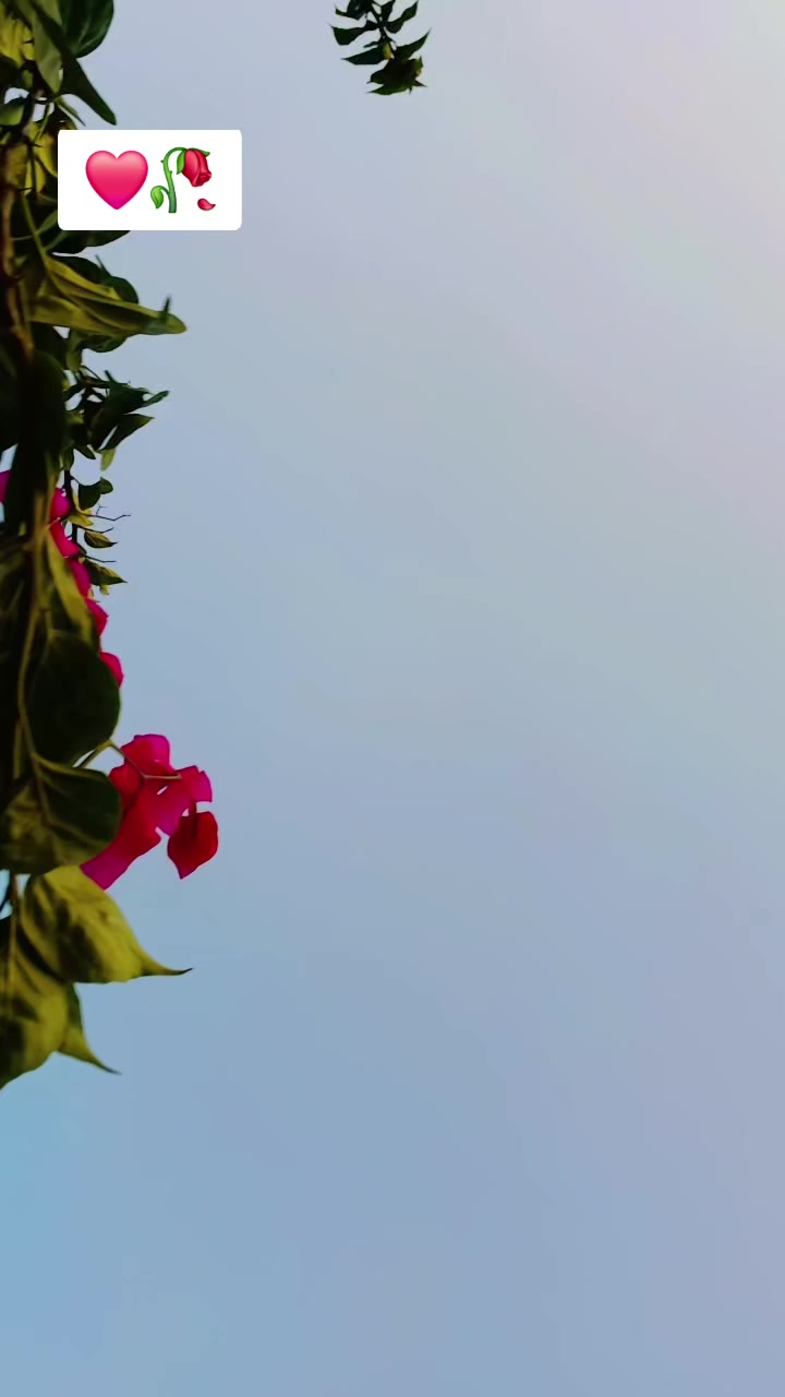 @Manjula syangtan740