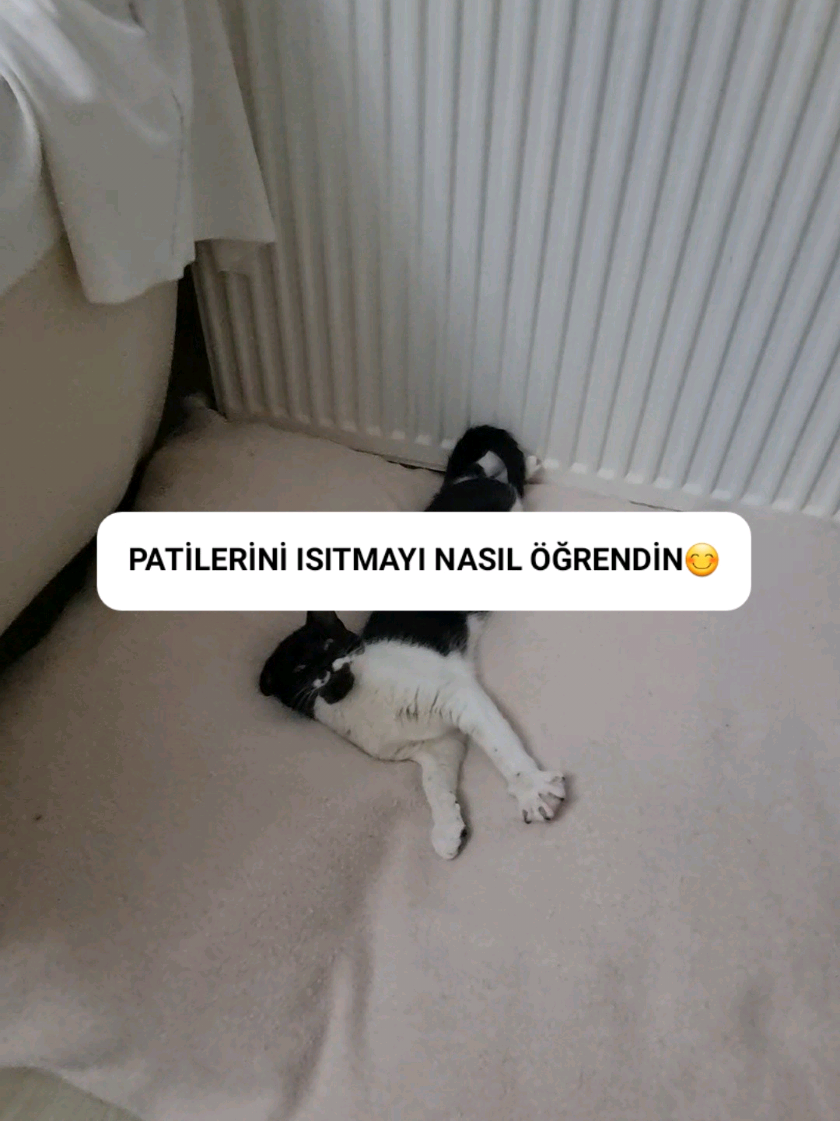 @kedichico