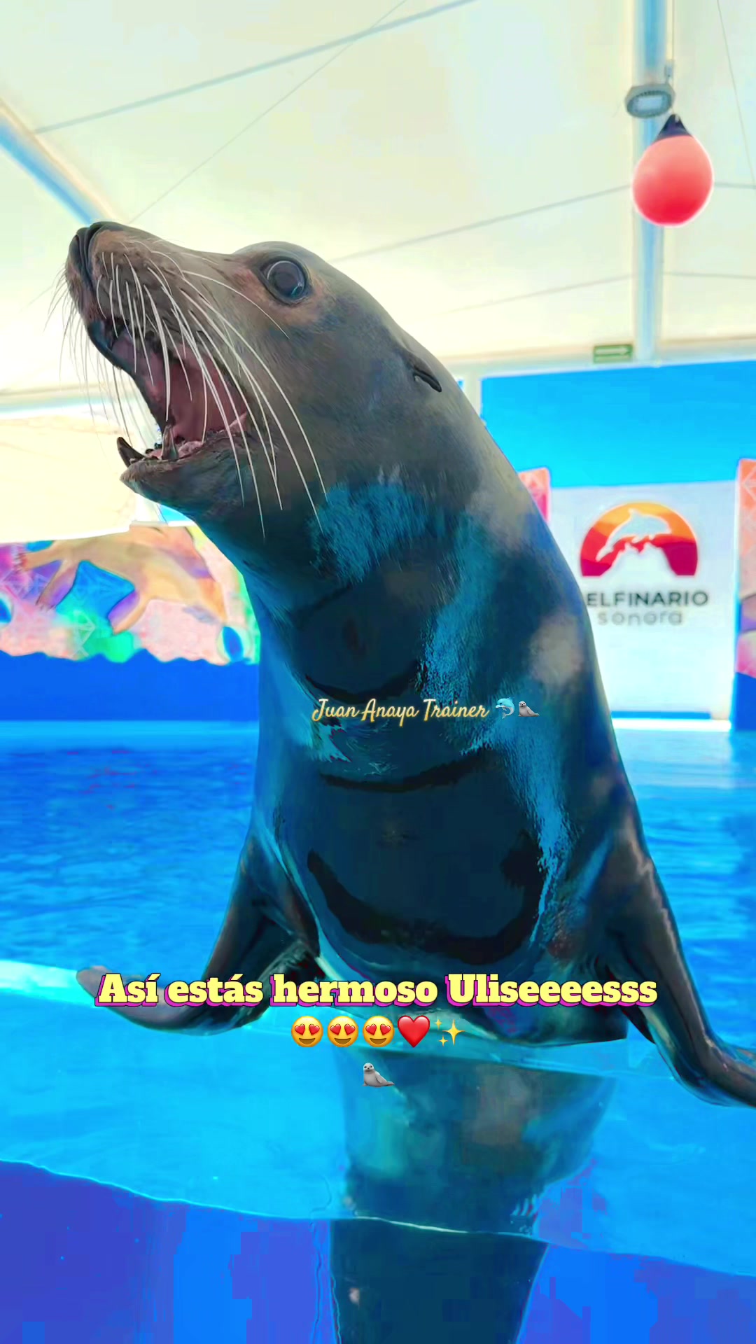 @Juan Anaya Trainer 🐬🦭