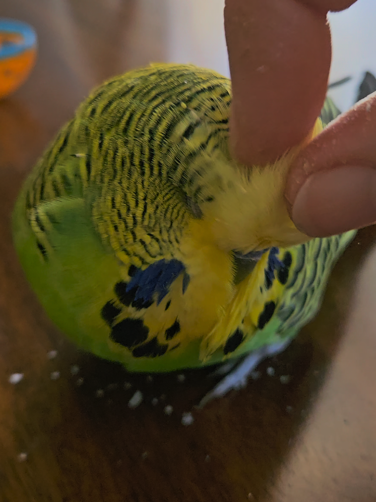 @Run Slow-Mo Charlie🦜