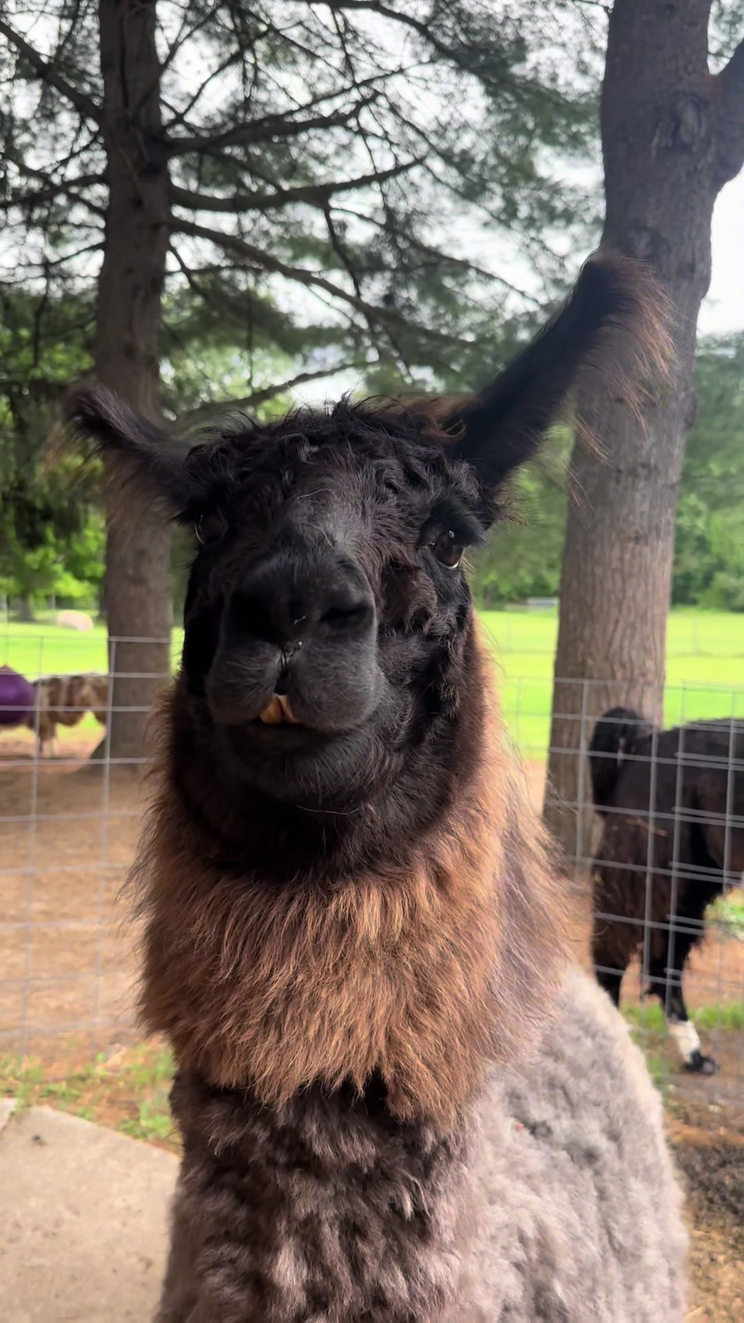 @The Packing Llamas