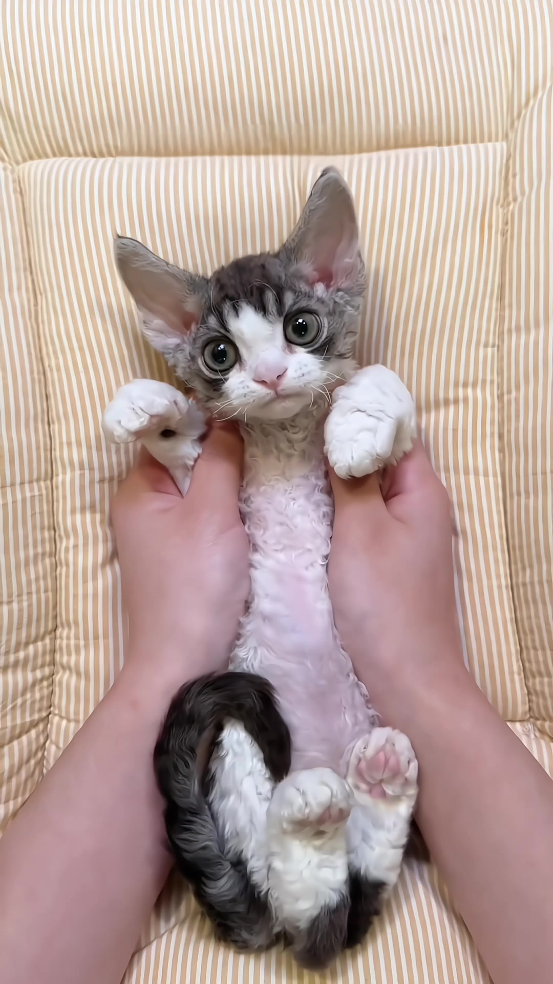 @marspaws.com