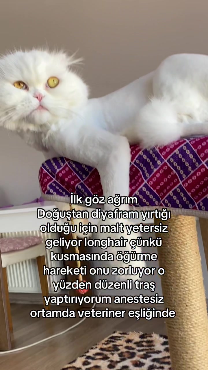 @yudummz_
