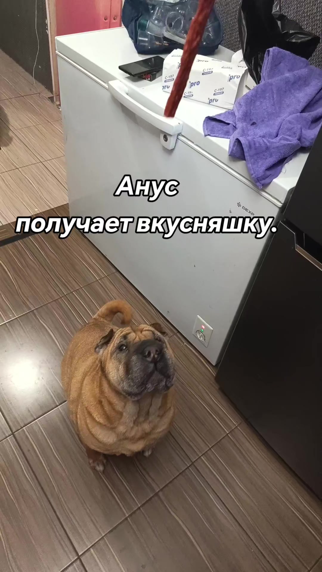 @amusleninblyadina