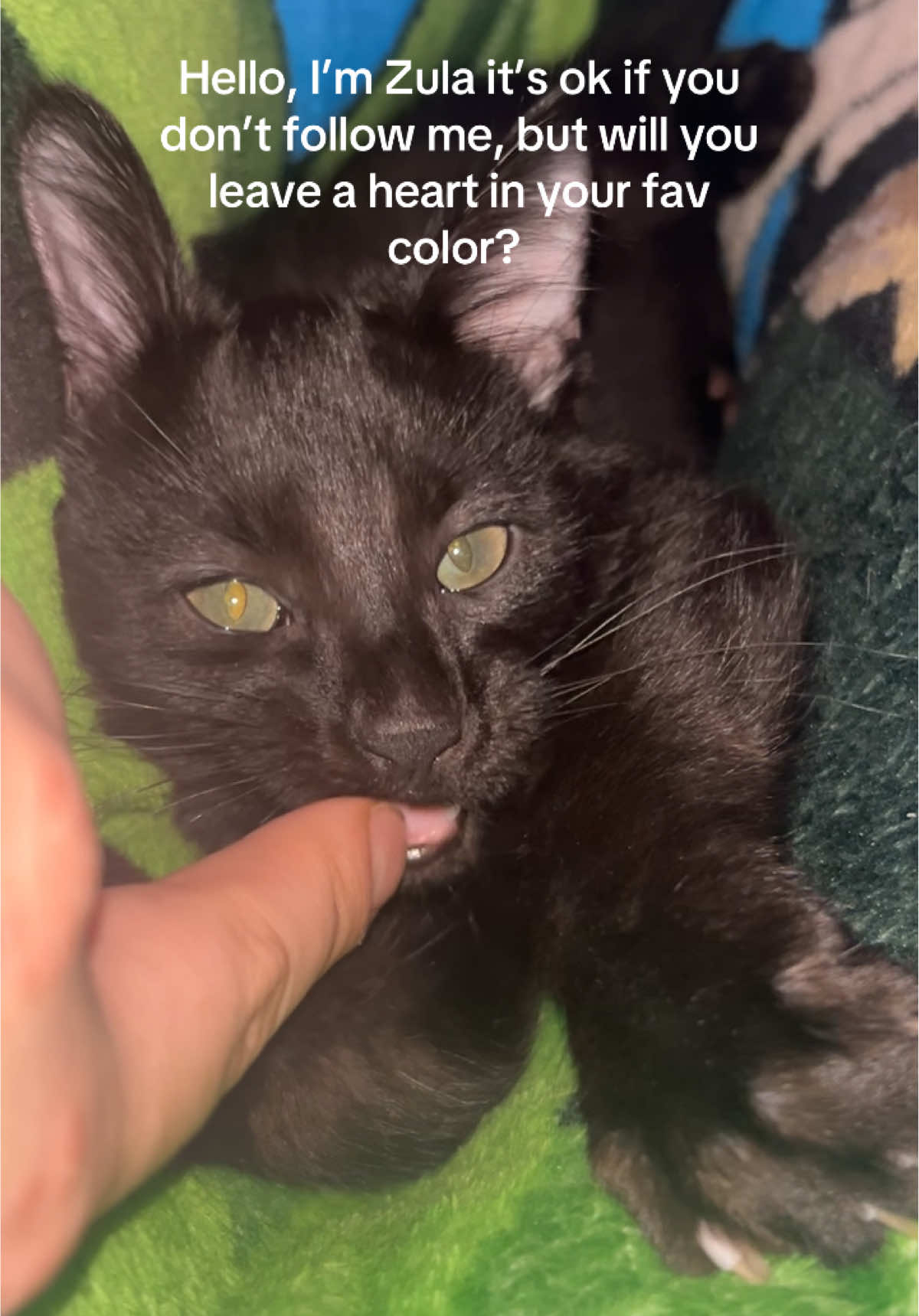 @Purrrrfect Moments