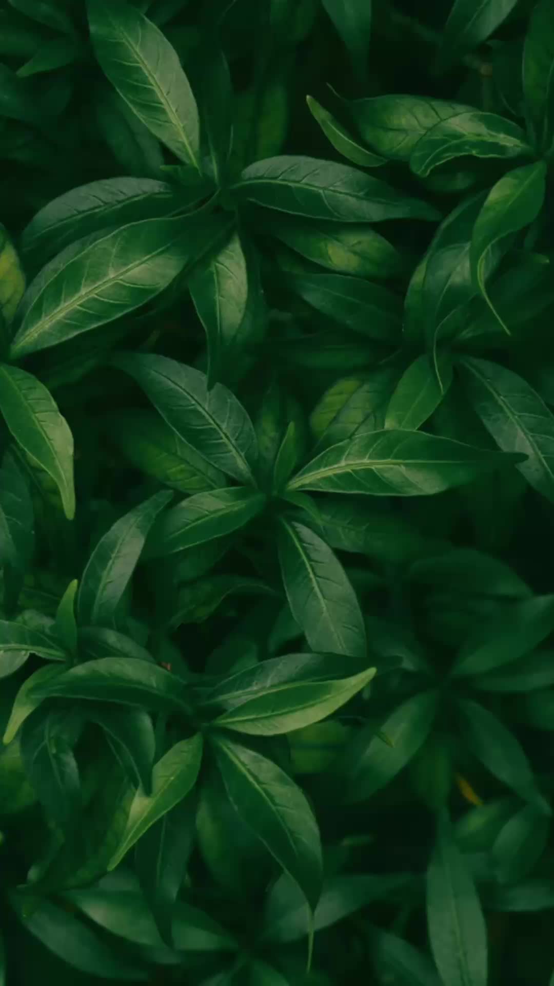 @sacredwildcollective