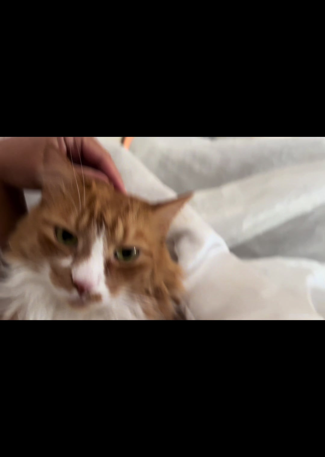 @Childless Cat Lady
