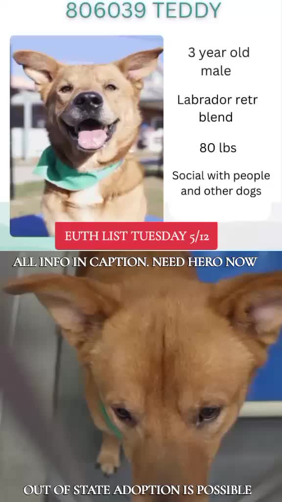 @@rescuedogs911