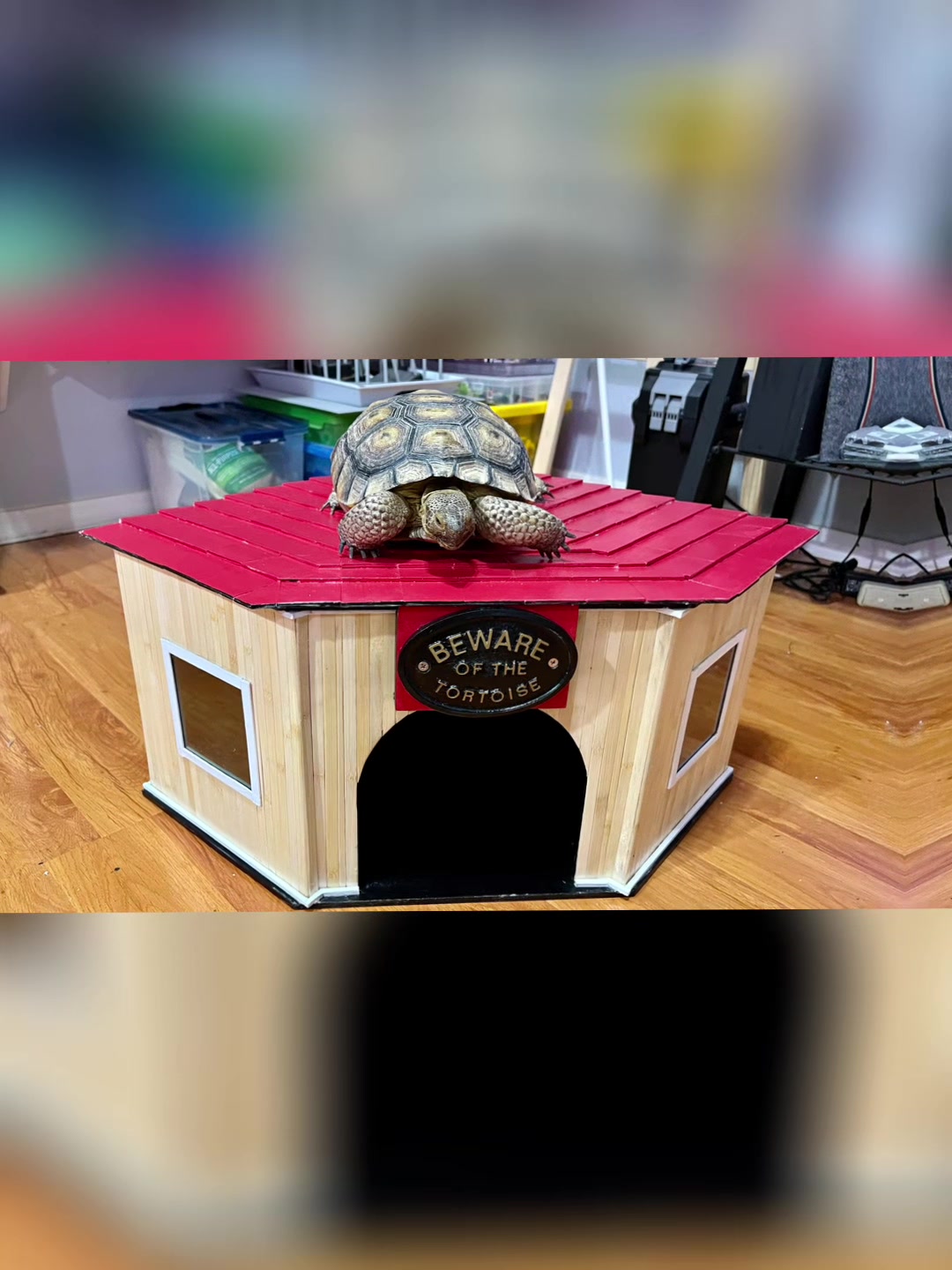@felines.fish.furyfriends