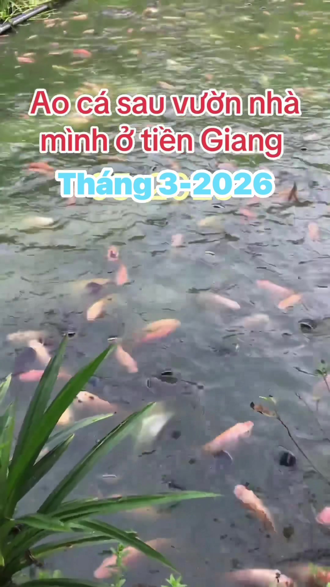 @Huỳnh Trung Chính