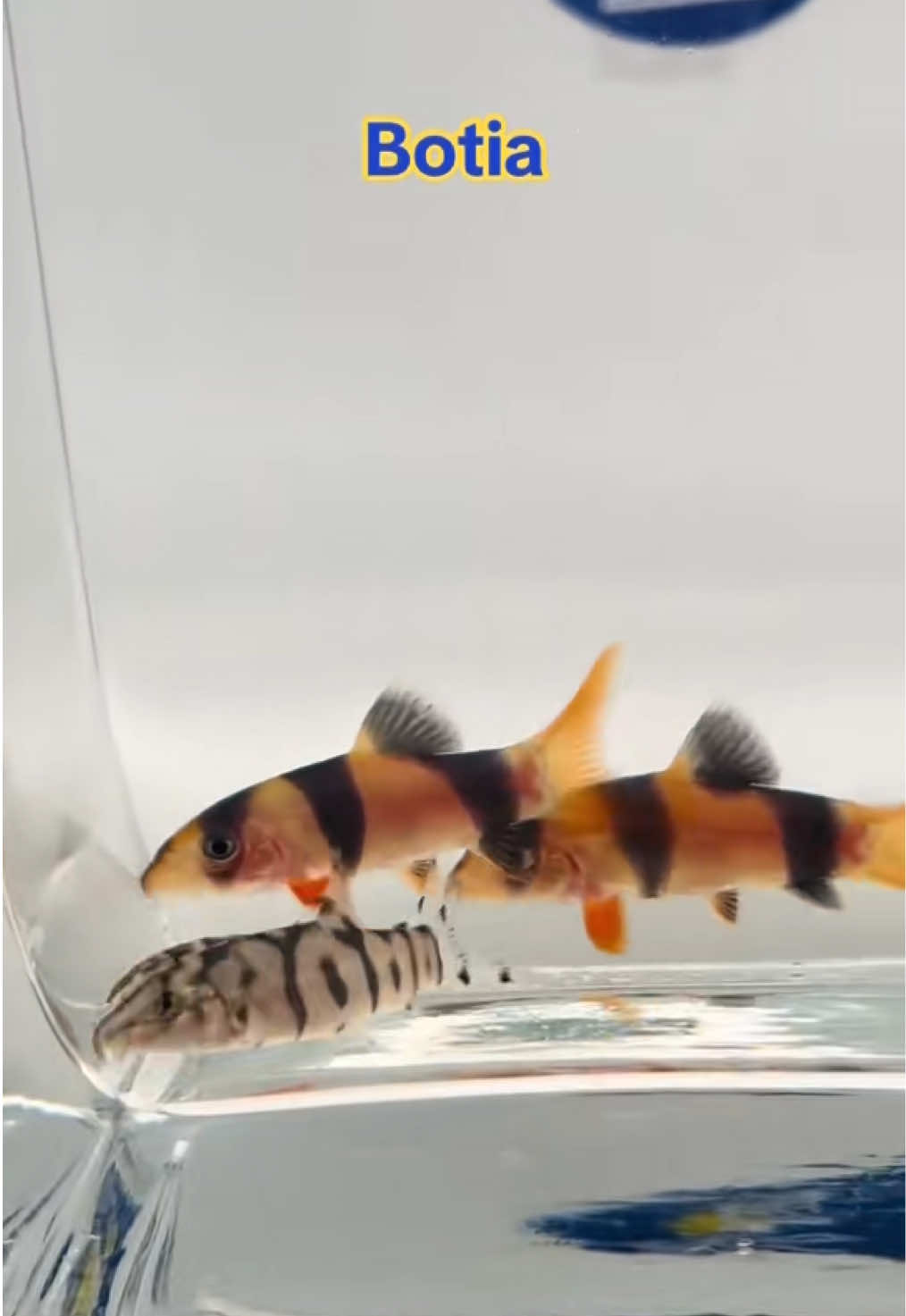 @Fish Ok