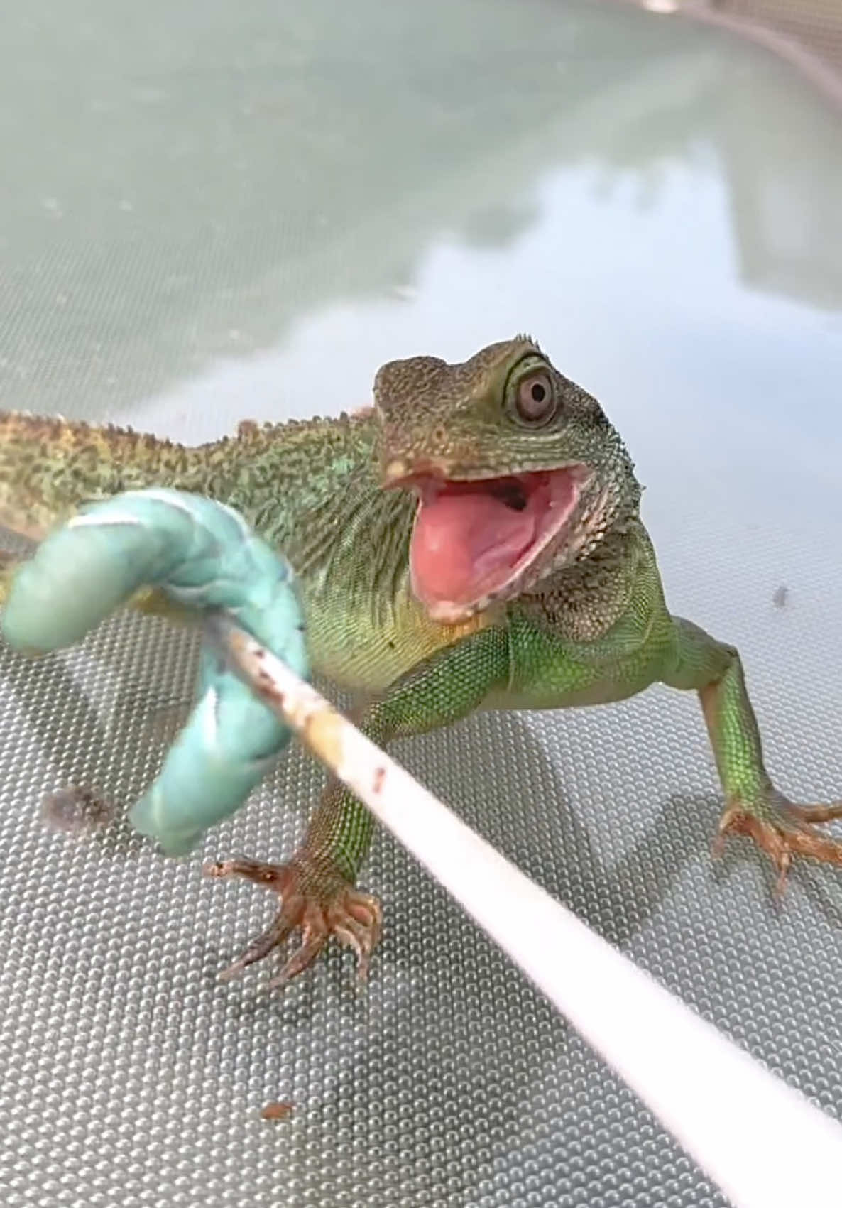 @Tommys_reptiles
