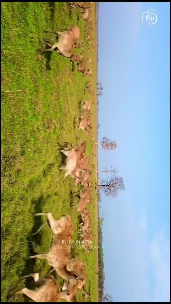 @DP BHATTA ( दारी दाइ )