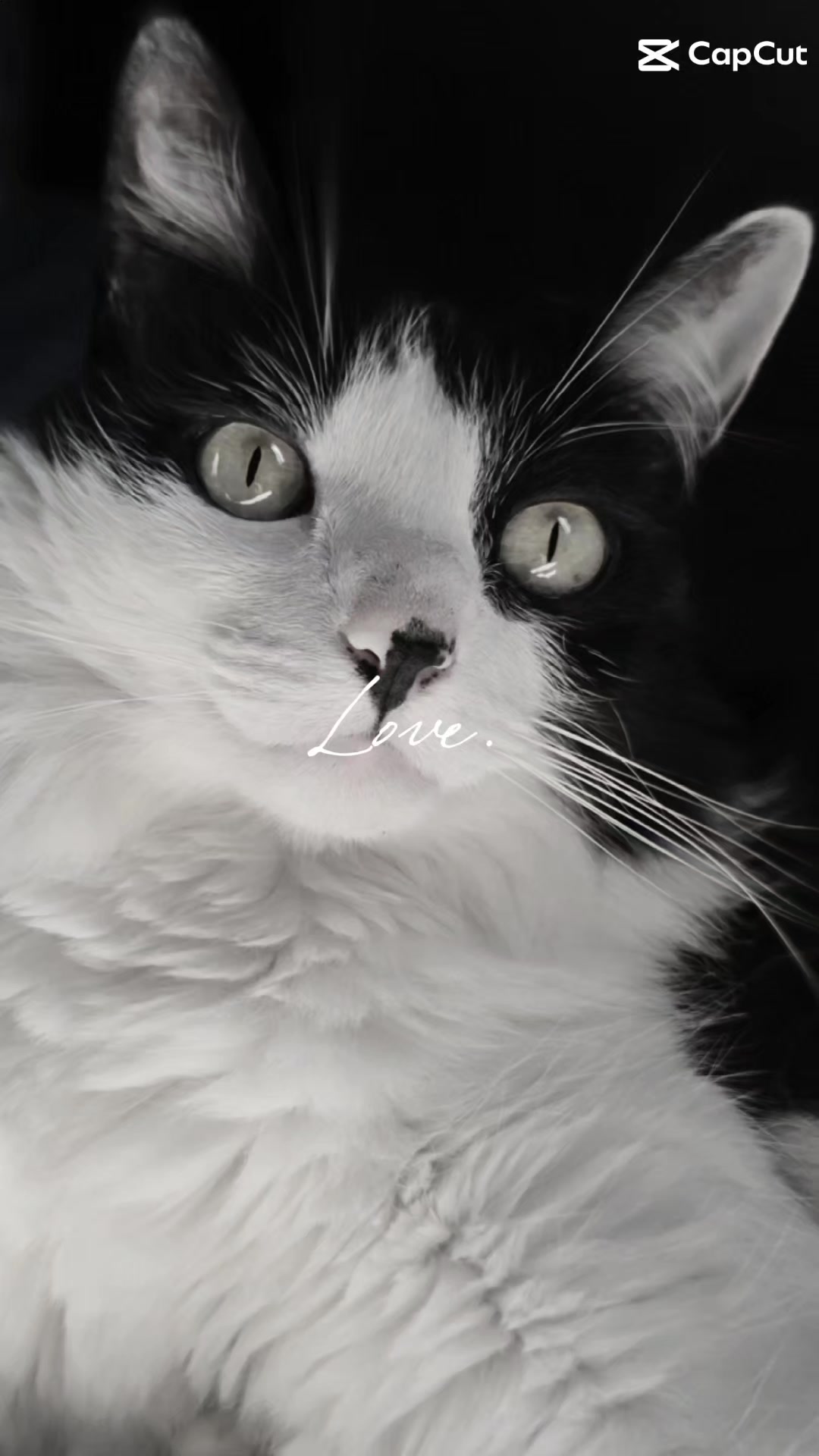 @✨️🐈❤️🐕❤️🐈✨️