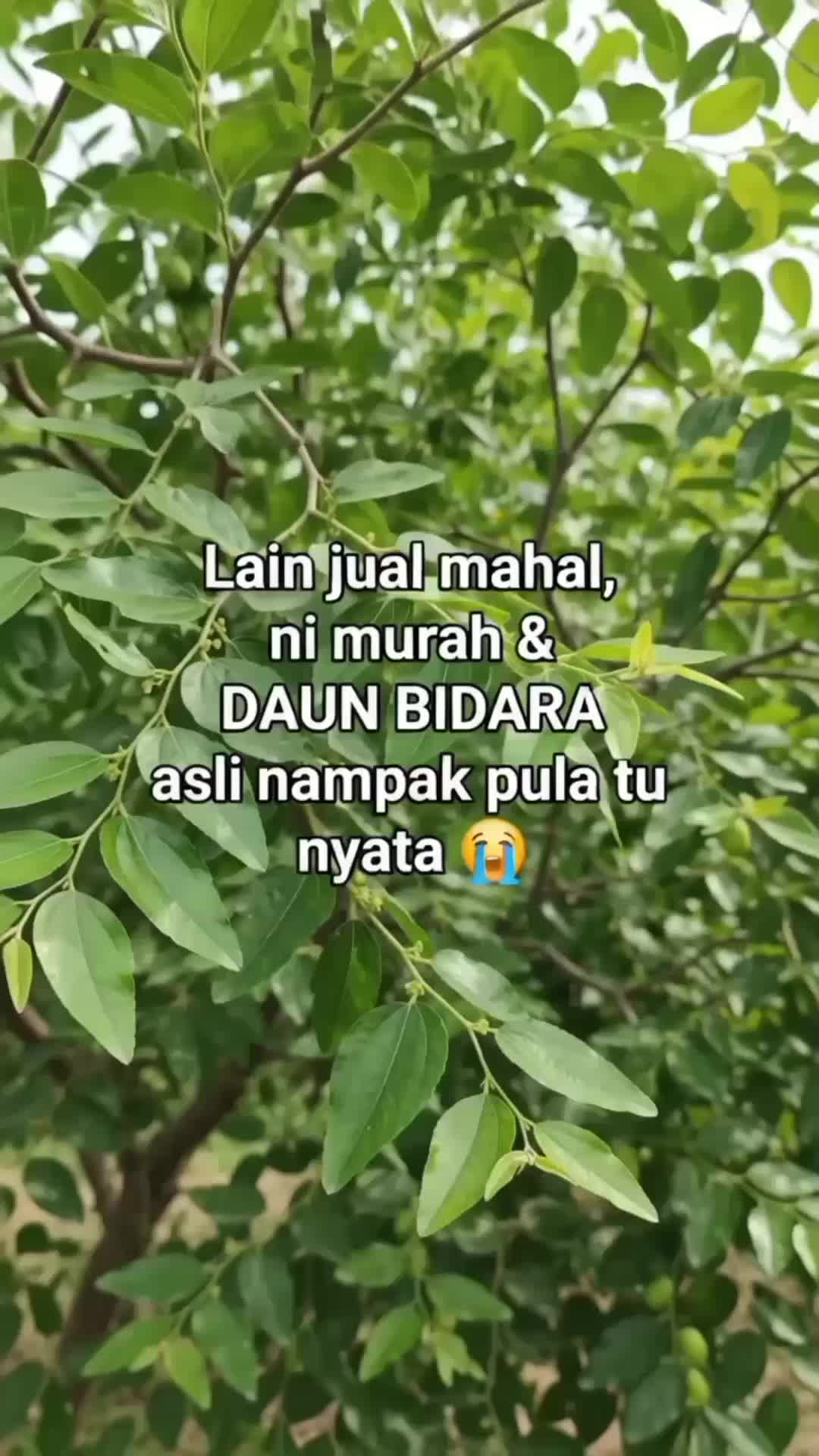 @DyzMayaHanz47