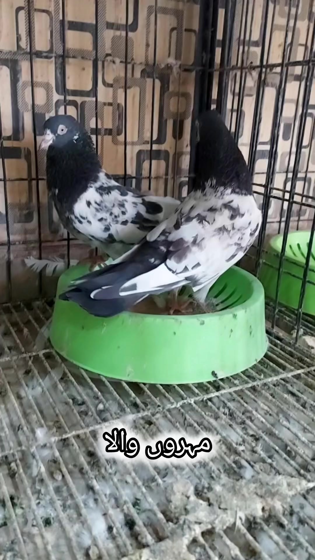 @Pak Pet Zone ( Shebi Shokeen )